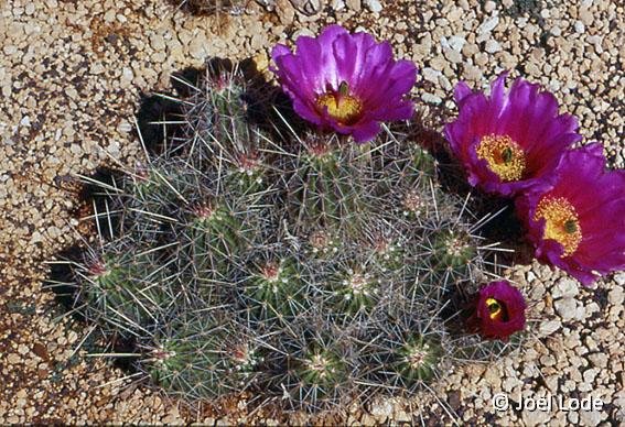 Echinocereus enneacanthus JL1195